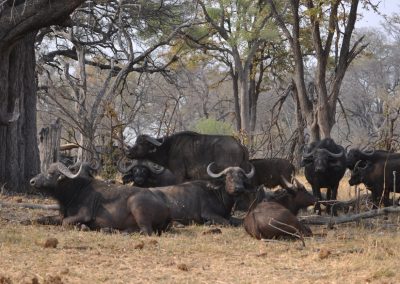 Okavango