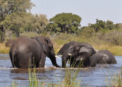 Okavango