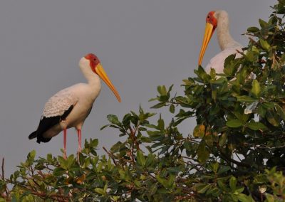 Okavango
