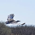 Central Kalahari Safari