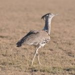 Central Kalahari Safari
