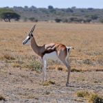 Central Kalahari Safari