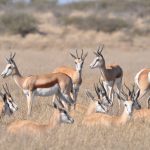 Central Kalahari Safari