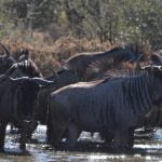 Central Kalahari Safari