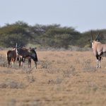 Central Kalahari Safari