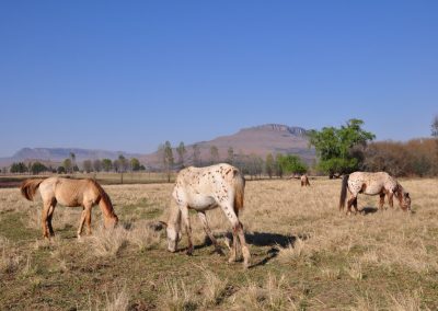 Drakensberg Hike