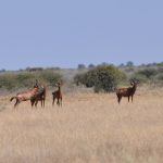 Kgalagadi Safari