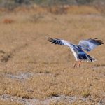 Kgalagadi Safari
