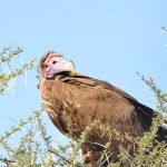 Kgalagadi Safari