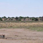 Kgalagadi Safari