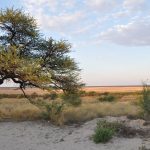 Kgalagadi Safari
