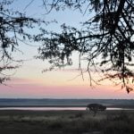 Kgalagadi Safari