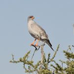 Kgalagadi Safari