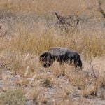 Kgalagadi Safari