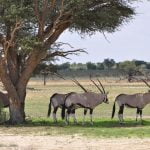 Nossob 4x4 Eco Trail