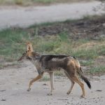 Nossob 4x4 Eco Trail