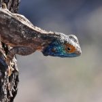 Nossob 4x4 Eco Trail