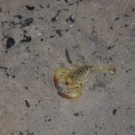 Nossob 4x4 Eco Trail