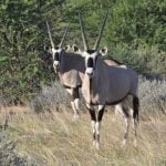 Nossob 4x4 Eco Trail