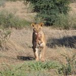 Nossob 4x4 Eco Trail