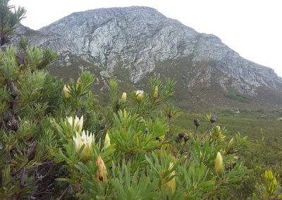 Hermanus Walks