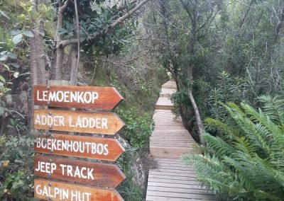 A boardwalk through the afromontane forest in Fernkloof on the Overberg Ramble