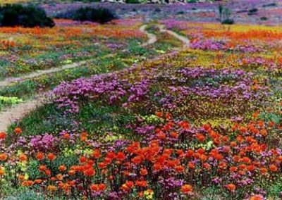 Tankwa Succulent Karoo Biome