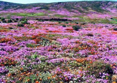 Tankwa Succulent Karoo Biome