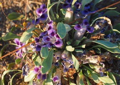 Tankwa Succulent Karoo Biome