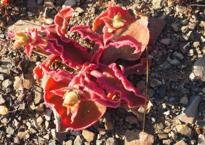 Tankwa Succulent Karoo Biome