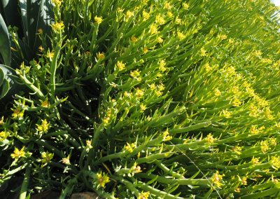 Tankwa Succulent Karoo Biome