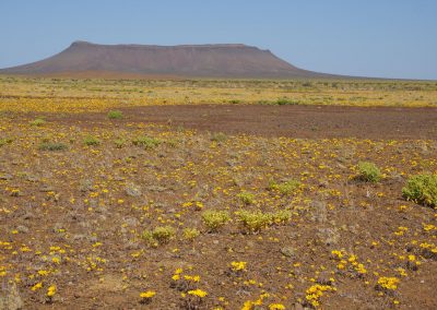 Tankwa Succulent Karoo Biome