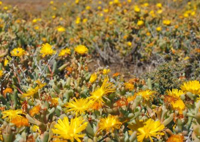 Tankwa Succulent Karoo Biome