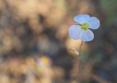 Tankwa Succulent Karoo Biome