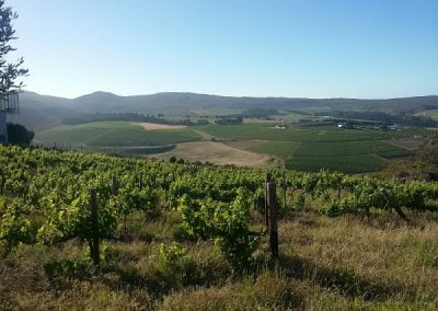 Beautiful vineyards on our Wine Tasting Walks