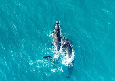 Southern Right Whales are plentiful of the Hermanus coast