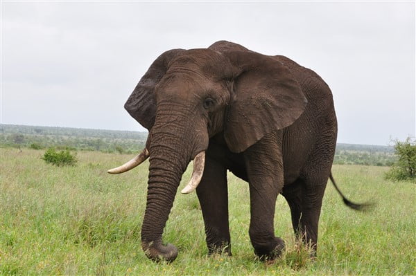 Addo Elephant National Park